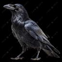 crow safety